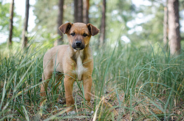 Cute red mix breed puppy in grass. Outbred dog in summer forest