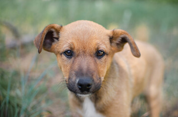 Cute red mix breed puppy in grass. Outbred dog in summer forest