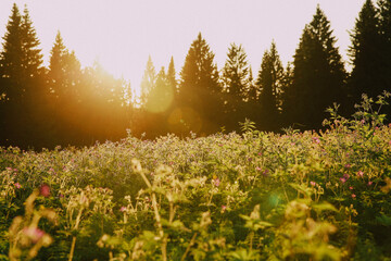 Summer Russian forest close-up, landscape of pure forest