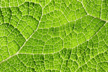 Green leaf texture
