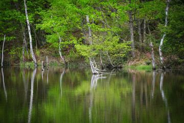 乗鞍高原・まいめの池周辺のさわやかな6月の風景