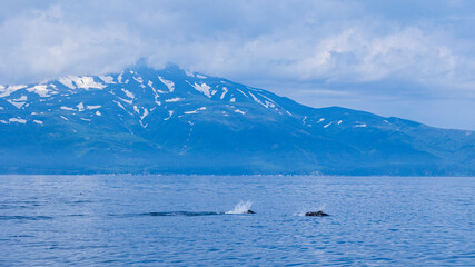 イシイルカの群れと残雪の知床の山