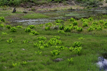 乗鞍高原・まいめの池周辺のさわやかな6月の風景
