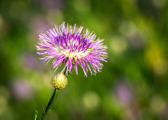 A single Baasketflower among many!