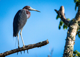 Little Blue Heron high up on a branch along the Shadow Creek Ranch Nature Trail in Pearland, Texas!