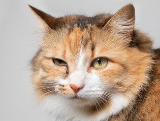 Cat with eye infection looking at camera. Close up of cat with one eye glassy, teary and...