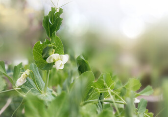 White pea blossoms in garden with defocused foliage and sunrays. Beautiful bush pea plant background. Sugar Pea, Snap Pea or Pisum sativum var plant. Vancouver, Canada. Selective focus on one branch. - obrazy, fototapety, plakaty