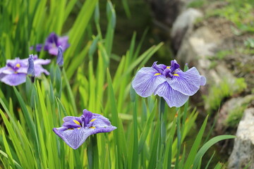 ハナショウブ（東鑑）