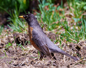 American Robin Stock Photo and Image. standing on ground and foraging for food with blur background in its environment and habitat surrounding displaying plumage feather. Robin Photo and Image.