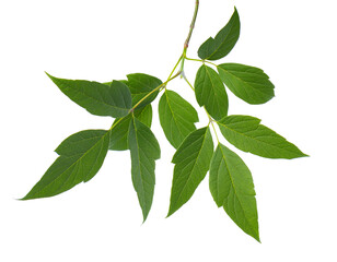 Ashleaf maple branch isolated on white background. Maple acer negundo leaves.