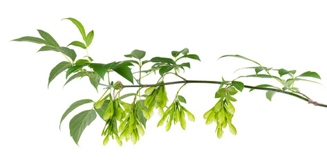 Ashleaf maple branch isolated on white background. Maple acer negundo leaves and seeds.