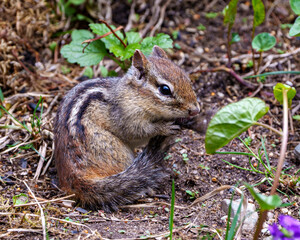 Chipmunk Stock Photo and Image.  Cleaning its tail and displaying brown fur, body, head, eye, nose, ears, paws, in its environment and habitat environment..