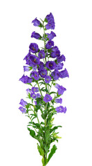 Campanula medium flowers isolated on white background. Blue flowers Canterbury bells or bell flower.