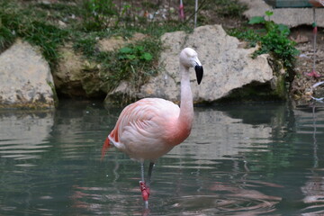Pink flamingo in water
