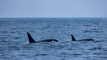 Fototapeta premium シャチの親子 知床 羅臼 北海道