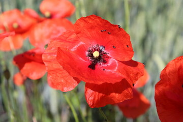 Mohnblume Mohnblüte rote Blüte rot Blume