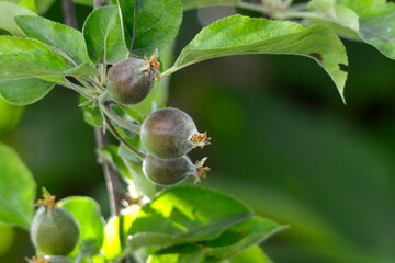 Ovary fruit apple. Young apples on the tree begin to ripen image