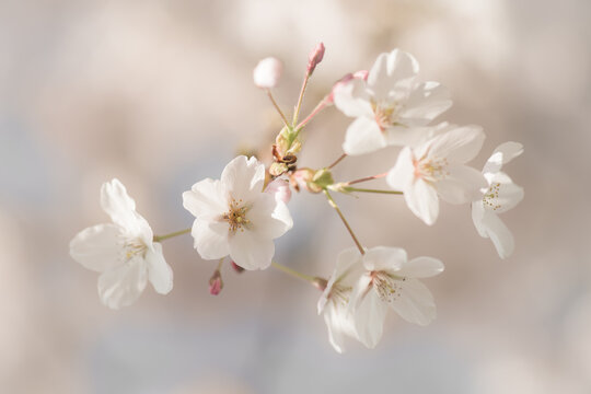 Closeup Of White Sakura Blossom In Spring On Branch