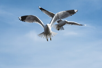 Flying common gulls on the Baltic Sea coast in Småland, Sweden