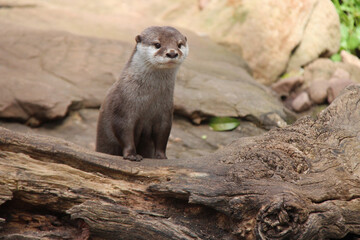 otter in a zoo in adelaide (australia) 