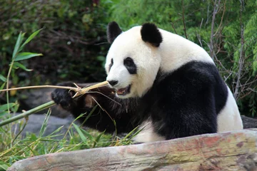 Foto op Plexiglas giant panda in a zoo in adelaide (australia)  © frdric
