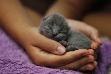 Naklejka premium Sleeping kiten
