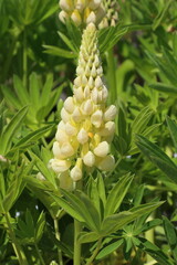 Obraz premium Yellow lupins