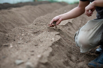 Expert farmer checking soil health and quality before grow strawberry in greenhouse