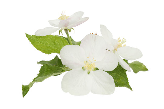 Apple tree flowers on a white background, spring flowering.