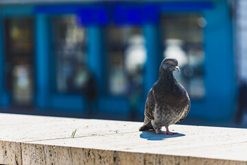 Rock pigeon or Columba Livia standing on the edge of a building looking at camera