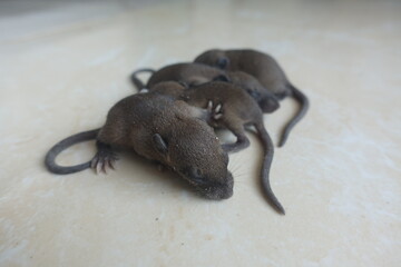 baby mouse on the tile floor