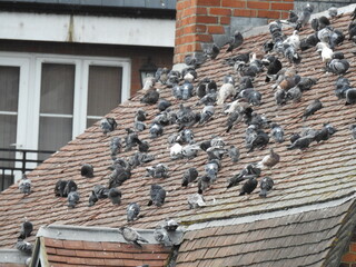 A group of pigeons on a sloping roof