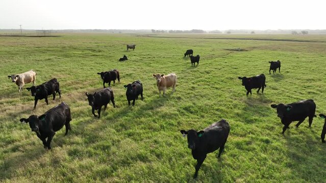 Cows and beef cattle, steers watch aerial drone. Grassland on ranch. Meat packing industry and free range grazing operation. Agriculture theme.