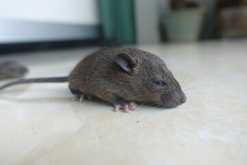 baby mouse on the tile floor