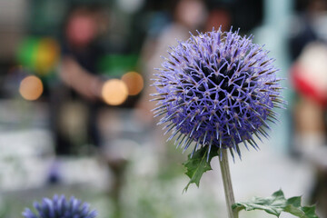 A Globe Thistle (Echinopd Bannaticus) growing in a city (central Tokyo) with blurred people and traffic in the background.