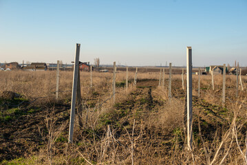 Fototapeta premium Concrete supports for planting grapes, outdoor plantation, large-scale agriculture