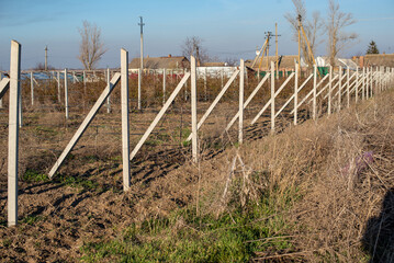 Fototapeta na wymiar Concrete supports for planting grapes, outdoor plantation, large-scale agriculture
