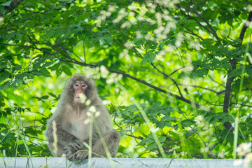 自然の中のニホンザル