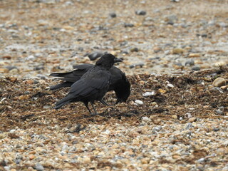 Black crows on a rocky beach are looking for food