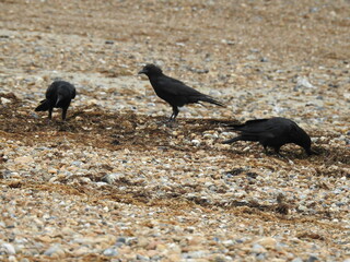 Black crows on a rocky beach are looking for food