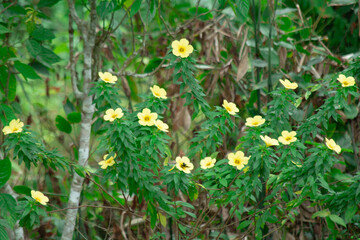 background of yellow flowers in a beautiful and pretty garden. copy space for environment, greenery, beauty and natural.