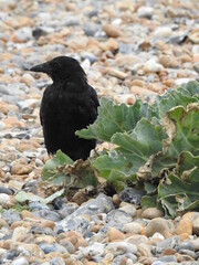 A black crow stands on a rocky beach close to a green plant