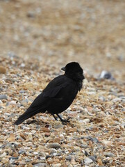 A black crow stands on a rocky beach