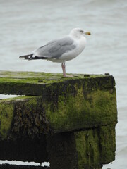 Seagull stands on a wooden structure near the sea covered with green moss and seaweed