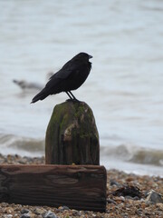 The black crow stands on the breakwater near the sea