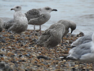 A group of seagulls close up on the beach