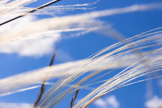 Blade of grass against a blue sky