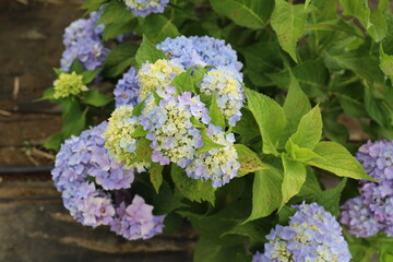 Uncalibrated Pictures