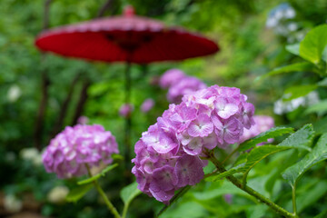紫陽花と和傘