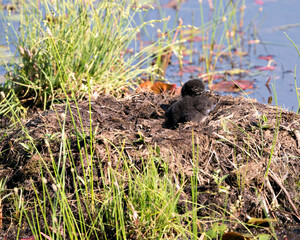 Common Loon Photo. Baby Loon Chick on nest about couple hours after hatching, displaying brown fluffy down feathers in its wetland marsh environment and habitat. Baby Bird Photo.